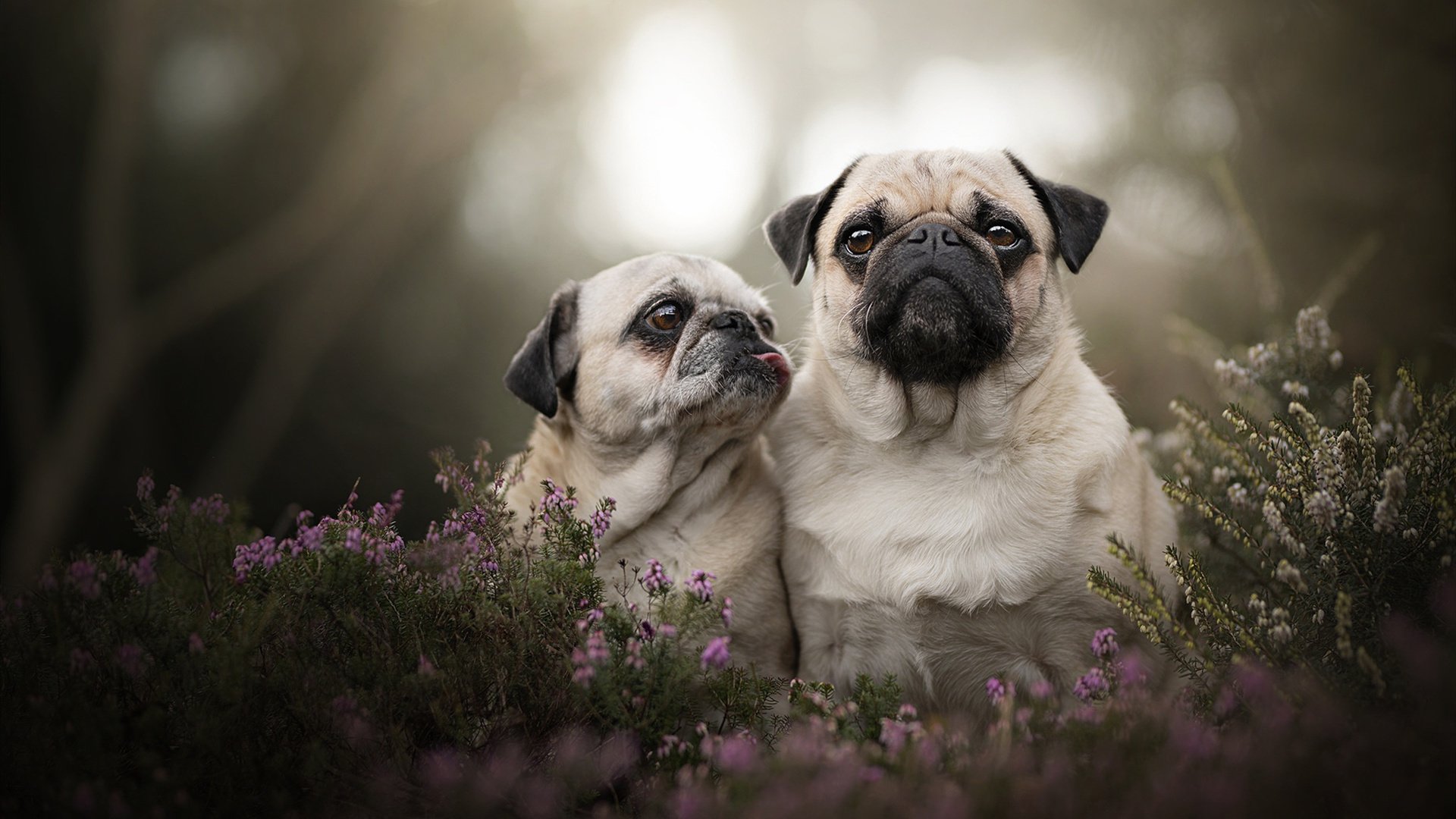 _穿越丛林定向赛：智勇双全的极限挑战_，丛林穿越探险