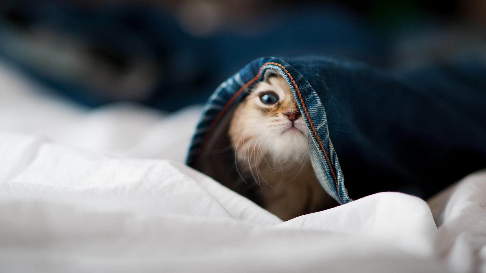 开云入口-”花式“表现：勒布朗、杜兰特的精彩镜头不断刷新纪录，勒布朗杜兰特全明星