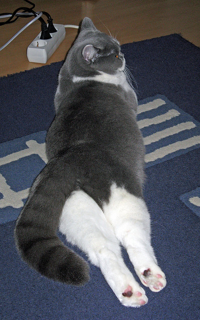 开云官网APP下载-【奥沙利文】绝技揭秘：一绝击球在比赛中的关键作用，奥沙利文单手比赛视频